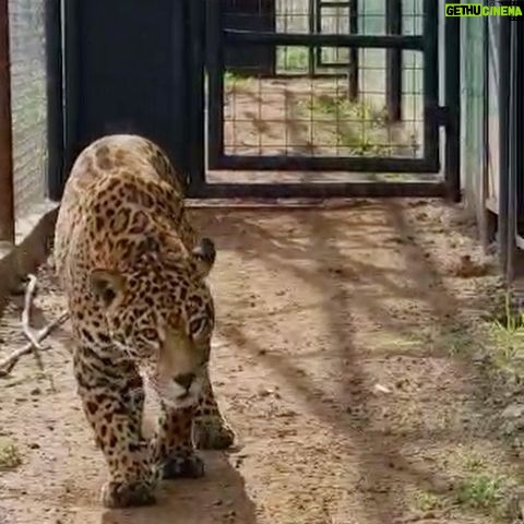 Luma de Oliveira Instagram - “ Oi! Meu nome é Coragem🐆. Estou usando o Instagram da amiga de vocês e minha madrinha Luma, para dizer que apesar de estar em um recinto, continuo “brabinha”. Dei um susto nela porque ela fala demais, mas depois fiquei mansinha porque sei que apesar do que fiz, ela continuou ali porque me ama e não vai desistir de mim nunca. Aproveitando, quero pedir em nome da minha espécie, proteção e respeito. Esse planeta também é nosso e temos o direito de viver com dignidade, e como não sabemos falar, contamos com a voz de vocês para nos defender. Fiquei órfã aos 4 meses e o Instituto Onça-Pintada me acolheu. Aqui tem outras como eu que precisam de ajuda. Se vocês quiserem e puderem ajudar, olhem a página dos meus tutores, os biólogos Leandro e Anah. @leandro_silveira_iop @anah_jacomo_iop Minha dinda fala muito em mim, né?! Ela acha que é minha mãe. Eu conto ou vocês contam? 🐆🐾🐾🥰
