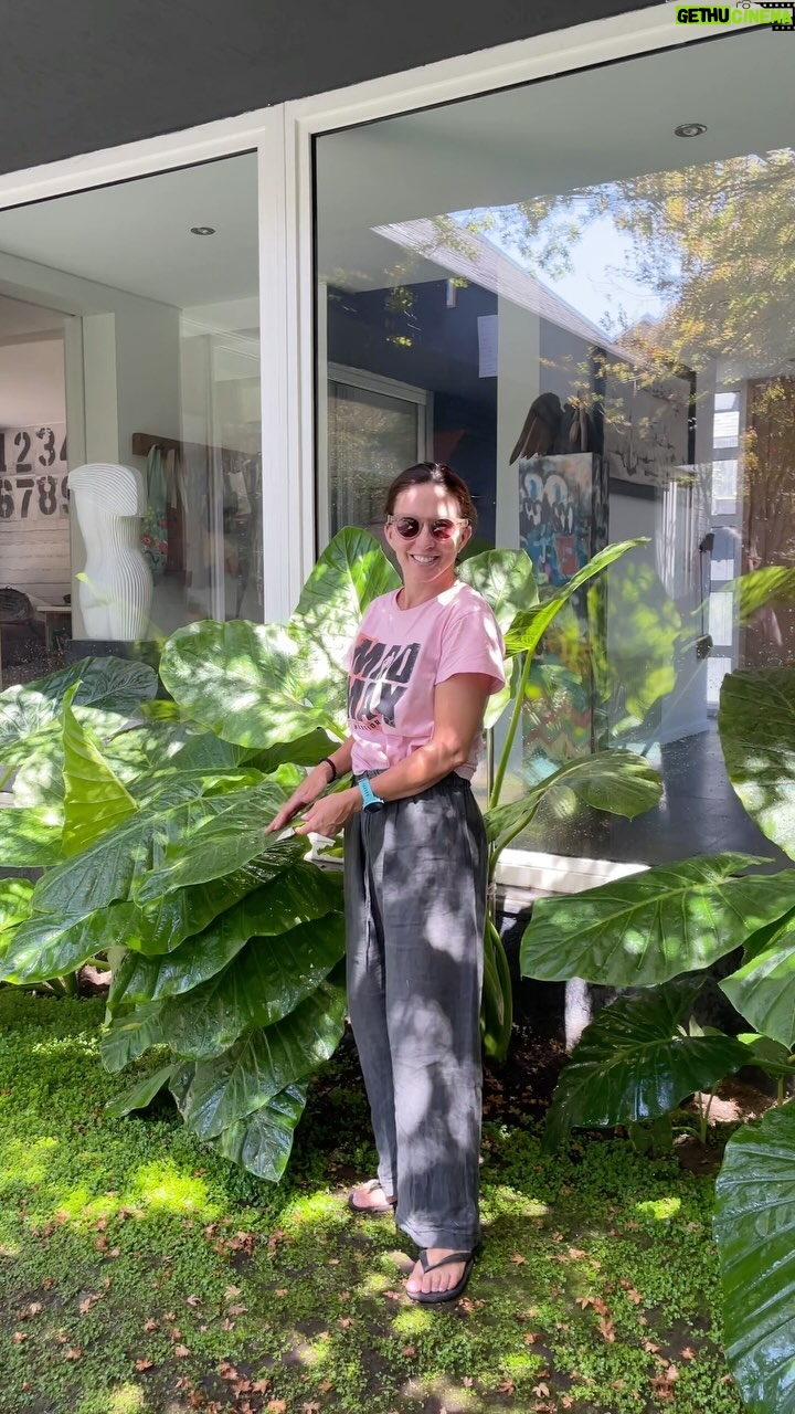 Luz Valdivieso Instagram - Estoy feliz con mis plantitas! 🌱 Les comparto el dato! @viverolagunachile gracias por la ayuda!!! Los jacintos de agua son de ellas también! @viverolagunachile