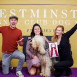 Lydia Hearst Instagram – We are beyond thrilled and proud of our good boy for taking home the prize for Best of Opposite Sex BOS 🏅

It was a beautiful day in queens at the Billie Jean King tennis center. @westminsterkennelclub is a conformation competition for purebred dogs and is a place where rare breeds, like the #Otterhound can truly shine. If you’ve never heard of this breed, there’s an even greater chance that you have never ever seen one; sadly, the Otterhound becomes more rare every year and is considered the most at risk dogs of being “forgotten” and disappearing completely, and we are grateful for this opportunity to showcase our dog and the breed itself. 

Even if you don’t know anything about dog shows, it’s easy to get caught up in the excitement of it all when you see it in person. Everybody in the dog world wants to be there, and it’s a chance to be amongst your peers and go head-to-head with your greatest competition.
