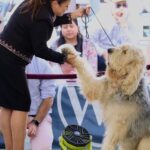 Lydia Hearst Instagram - That’s my precious, gentle, giant fur baby! Go @zoltarankou!! 🎉 Congratulations on being the #Otterhound Select Dog at the 147 @westminsterkennelclub show🏅❤️