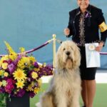 Lydia Hearst Instagram - That’s my precious, gentle, giant fur baby! Go @zoltarankou!! 🎉 Congratulations on being the #Otterhound Select Dog at the 147 @westminsterkennelclub show🏅❤️
