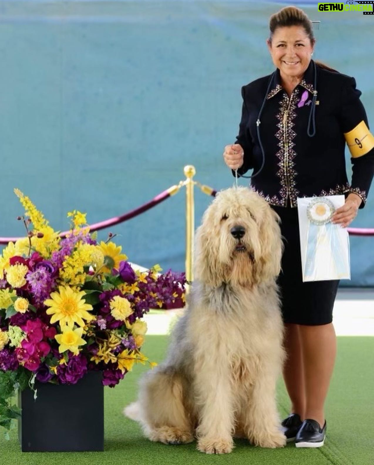 Lydia Hearst Instagram - That’s my precious, gentle, giant fur baby! Go @zoltarankou!! 🎉 Congratulations on being the #Otterhound Select Dog at the 147 @westminsterkennelclub show🏅❤️