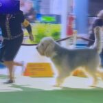 Lydia Hearst Instagram - That’s my precious, gentle, giant fur baby! Go @zoltarankou!! 🎉 Congratulations on being the #Otterhound Select Dog at the 147 @westminsterkennelclub show🏅❤️
