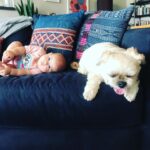 Lyndsy Fonseca Instagram - Romi:2005-2021. She’s been with me through it all. Starting at 19. I was a baby. But she was my baby at just 8 weeks. We traveled to so many places. She was my best friend. My companion during so many new hotels. New jobs. New states. New trailers. She was with me every step of the way. Always quiet when we were rolling on set, and always charming the crew. She was teaching me how to be a mother. How to give love unconditionally and selflessly. She was tough as nails. She treed a bear! True story. She played hard with big dogs. Not a lap dog. She was independent and self assured. Her favorite was east coast autumn weather. Chilly days at the beach with low tide, that’s when she’d hop like a bunny. She loved people. And people loved her. Wasn’t a fan of Greta during her pulling hair faze. But even then she learned. And they eventually became great pals. She’d look up at me while Greta would walk her on leash and I knew she was humoring Greta. Allowing the chaos of it all. Obsessed with table scraps and any treat. Wasn’t a fan of hot days. Until the end. Her last few days the sun was calling her name. She was searching for the other side. Wanting to be alone and bask in the light in our backyard. She stopped wanting treats. She didn’t have the energy anymore. She told me with her eyes that she was ready. My sweet girl. I’ll forever be grateful of the adventures we took. The joy she gave me. The laughter. Today I feel an emptiness I can’t imagine will ever go away. This sadness is deeper than I expected. But I know time will heal. Noah reminded me that to honor her we must remember to feel the wet sand under our feet and take the long walks like we did with her and feel the breeze just like she reminded us to do in her life. Live every moment in its fullest. I love you Romi. Thank you for being my everything for 16 wonderful years. She died in our arms in a sunny spot in our yard with a vet who helped her fall asleep peacefully. She looked in my eyes and we said goodbye. See you on the other side sweet girl.
