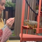 Lyndsy Fonseca Instagram - I don’t know if you’ve been following the story of Newman. Our pet squirrel. He doesn’t seem to mind our demolished yard. In fact he’s thriving. Thriving so much he thinks Hannah is a tree. #squirrelsofinstagram #Newman I’m sorry Noah.