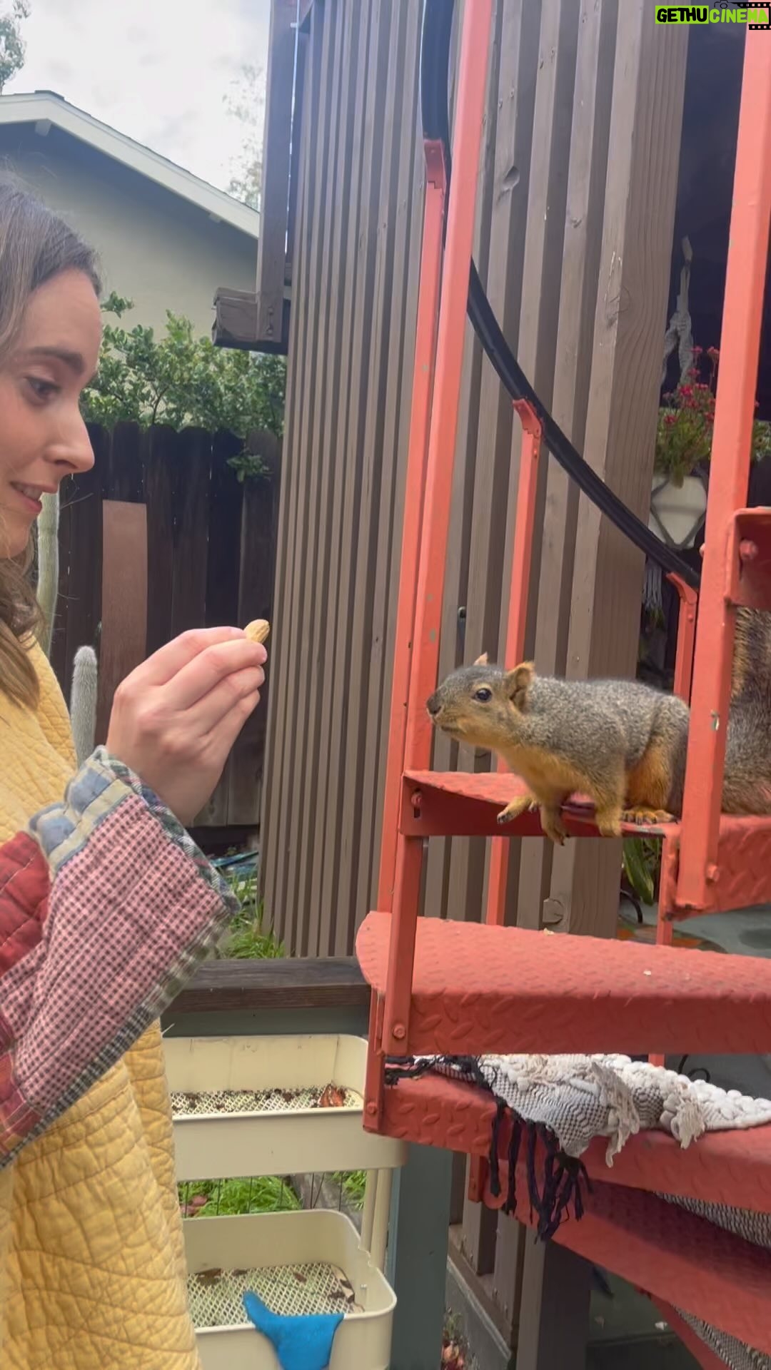 Lyndsy Fonseca Instagram - I don’t know if you’ve been following the story of Newman. Our pet squirrel. He doesn’t seem to mind our demolished yard. In fact he’s thriving. Thriving so much he thinks Hannah is a tree. #squirrelsofinstagram #Newman I’m sorry Noah.