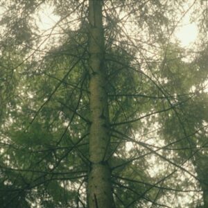 Lynn Van Royen Instagram - “Ze mogen mij allemaal eens gerust laten.” @lynnvanroyen ziet haar verblijf in het bos als een buitenkans om er volop van te genieten eens misbaar te zijn. #Doordebomen, maandag om 20.40 op VRT 1 en VRT MAX.