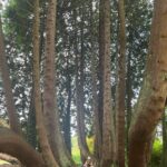Lynn Collins Instagram - 🙏 #church #sundayfunday #ireland #tree #treehugger #pray #gratitude #forest #forestbathing