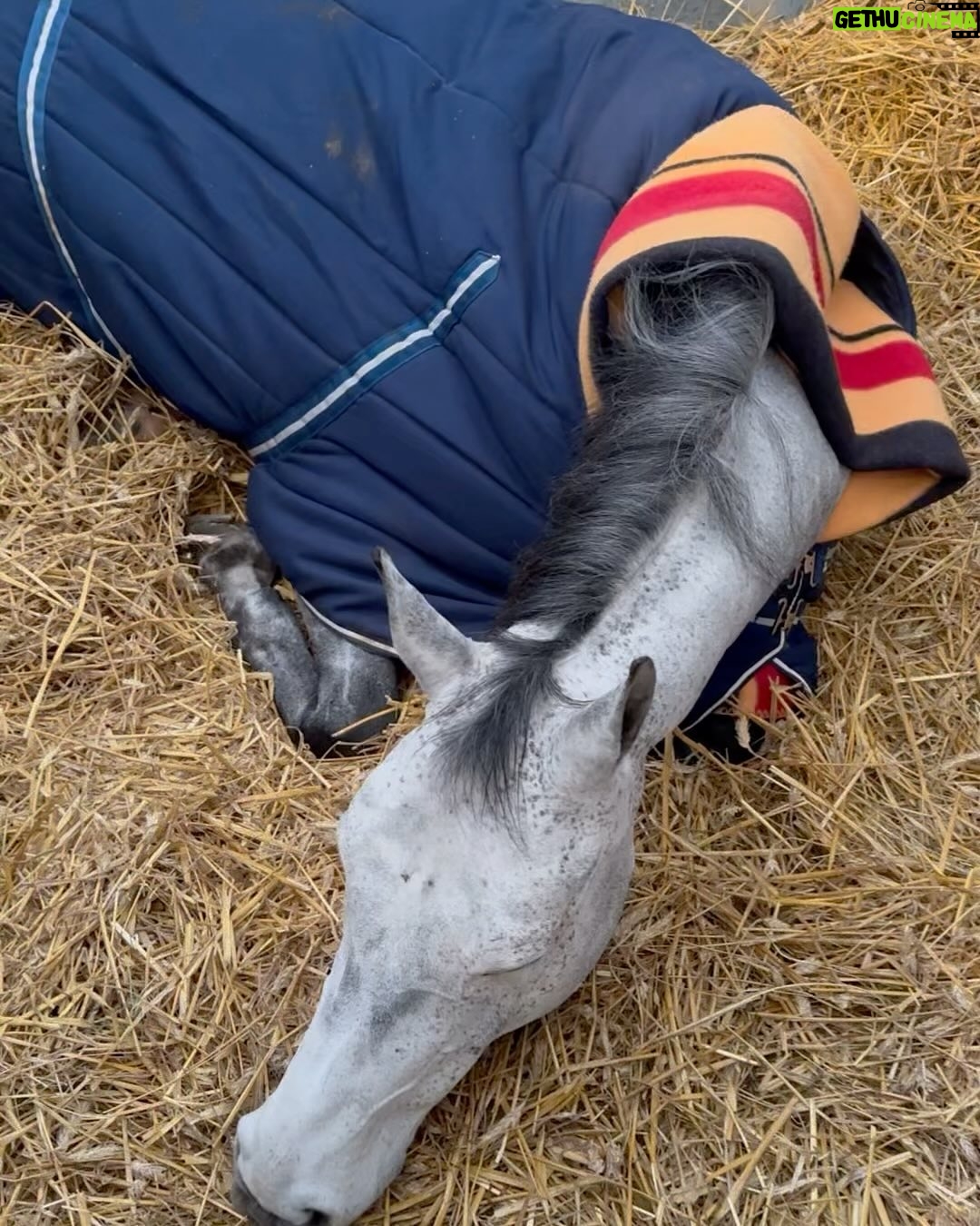 Märtha Louise Instagram - The horses have been great this weekend. The Indoor Norwegian Championship didn’t go quite our way with one down in each round, but we congratulate the winners whole heartedly: @amalielitland 🥇 @siri.endresen_ 🥈 @martinebsk 🥉 👏🇳🇴👏🇳🇴