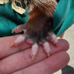 Maïka Desnoyers Instagram - On est allé faire un tour à l’arche de Zoé, à St-Blaise. C’est là que nos bébés ratons laveurs sont allé cette semaine. Sérieusement, je suis tombé en amour avec les gros ratons qui s’amusaient à jouer avec ma robe et mes orteils. Livia a pu promener un petit cheval, voir des vaches et un oppossum. Anna est aussi tombé en amour avec les ratons, mais aussi avec avec les marats et le vison noir! BTW, moyennant un petit montant, vous pouvez aller faire un tour puisque c’est une ferme éducative. C’est autour de 10$ par personne ( ça nous a coûté 38$ avec la promenade du petit cheval )