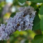 Maïka Desnoyers Instagram - On s’est promené et on a sentie tous les lilas sur notre chemin. Les petits bonheurs sont… dans les lilas 💜