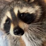 Maïka Desnoyers Instagram - On est allé faire un tour à l’arche de Zoé, à St-Blaise. C’est là que nos bébés ratons laveurs sont allé cette semaine. Sérieusement, je suis tombé en amour avec les gros ratons qui s’amusaient à jouer avec ma robe et mes orteils. Livia a pu promener un petit cheval, voir des vaches et un oppossum. Anna est aussi tombé en amour avec les ratons, mais aussi avec avec les marats et le vison noir! BTW, moyennant un petit montant, vous pouvez aller faire un tour puisque c’est une ferme éducative. C’est autour de 10$ par personne ( ça nous a coûté 38$ avec la promenade du petit cheval )