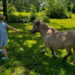 Maïka Desnoyers Instagram - On est allé faire un tour à l’arche de Zoé, à St-Blaise. C’est là que nos bébés ratons laveurs sont allé cette semaine. Sérieusement, je suis tombé en amour avec les gros ratons qui s’amusaient à jouer avec ma robe et mes orteils. Livia a pu promener un petit cheval, voir des vaches et un oppossum. Anna est aussi tombé en amour avec les ratons, mais aussi avec avec les marats et le vison noir! BTW, moyennant un petit montant, vous pouvez aller faire un tour puisque c’est une ferme éducative. C’est autour de 10$ par personne ( ça nous a coûté 38$ avec la promenade du petit cheval )