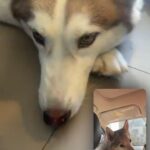 Maanvi Gagroo Instagram - Lately 🥰🫶🏽💛☀️🐶🥂