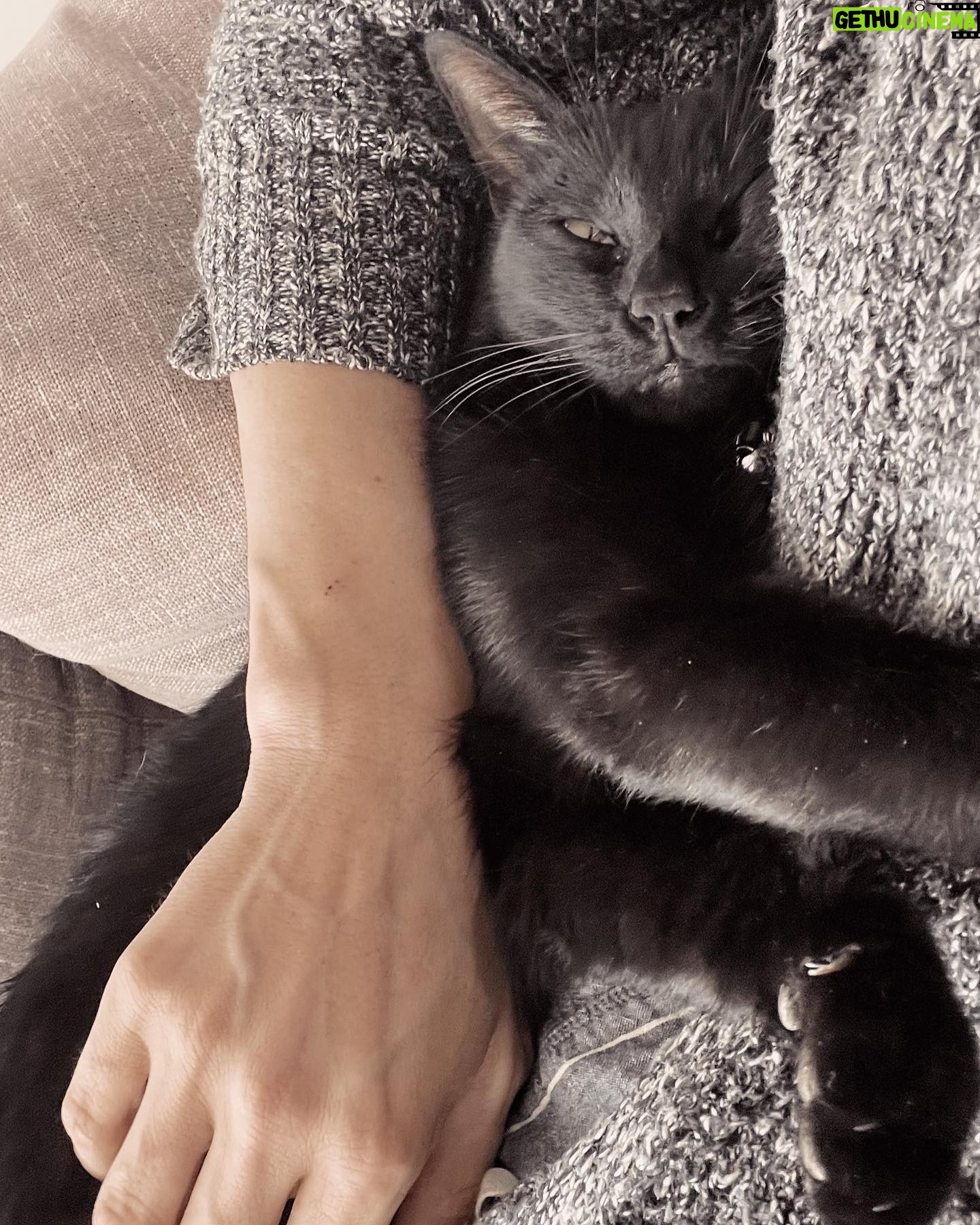 Macarena Miguel Instagram - Según yo no era de gatos 🤷🏻♀️