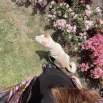 Macarena Miguel Instagram - Flores, perros y panzas 🤍