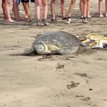 Macarena Tondreau Instagram - Esta ha sido una experiencia tan inolvidable, que quiero compartirla con ustedes. Fuimos testigos de la liberación de 3 tortugas gigantes del @jaguarrescuecentercr en la playa de #puertoviejolimon Era imposible no botar algunas lágrimas de emoción #tortugas #tortugasmarinas ##liberaciontortugas @alfalonxo @martisampieri.t #celestealonsotondreau