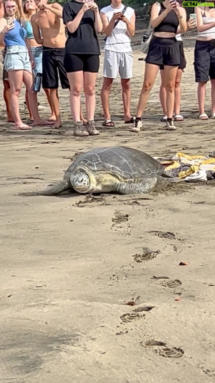 Macarena Tondreau Instagram - Esta ha sido una experiencia tan inolvidable, que quiero compartirla con ustedes. Fuimos testigos de la liberación de 3 tortugas gigantes del @jaguarrescuecentercr en la playa de #puertoviejolimon Era imposible no botar algunas lágrimas de emoción #tortugas #tortugasmarinas ##liberaciontortugas @alfalonxo @martisampieri.t #celestealonsotondreau