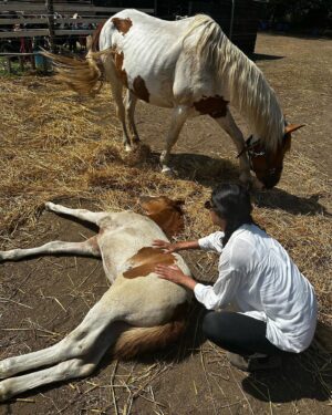 Madeleine Madden Instagram - *HORSE GIRL ACTIVATED*

Thank you Joanna and Michael at @skiathos_horseridingcenter for the most INCREDIBLE morning ride.

Just overwhelmed by the beauty of this gem of an island and all the wonderful people (and four legged friends) we have met along the way.