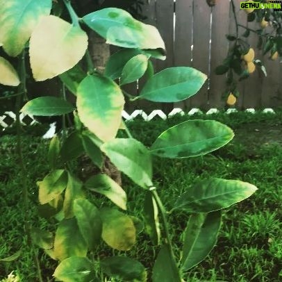 Madeline Zima | Gethu Cinema