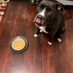 Madeline Brewer Instagram - this is a story about a girl named ruki…. early mornin she wakes up lick lick lick on my face time for breakfast wholesome grains and then it’s time to chase a ball
