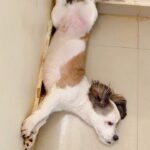 Madhu Reddy Instagram - Lazy Boy Rio Babu🫣 #instagram #insta #animal #animals #trending #audio #music #annimals #pets #petstagram #happy #mood #lazyness #réel #reelitfeelit #reelinstagram #feed #feedinbraids