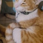 Madhuri Braganza Instagram - It works!🥹 And he’s all better now.🥰🧿 #toothbrushtricks #cathack #lifehack #cat #catlife #catrecovery #parvorecovery #parvo