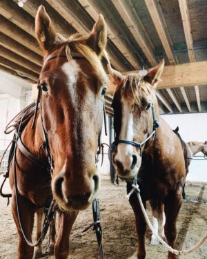 Madison Cheeatow Instagram - Couple of very good boys