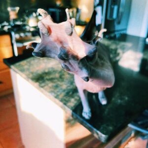 Madison Cheeatow Instagram - Talk to the (freaky hairless cat) hand 🤚🏼