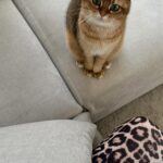 Mafalda Castro Instagram - Eu sei que todos os gatos se apropriam das coisas dos bebés, mas deixem-me achar que a minha é especial. Não sei lidar