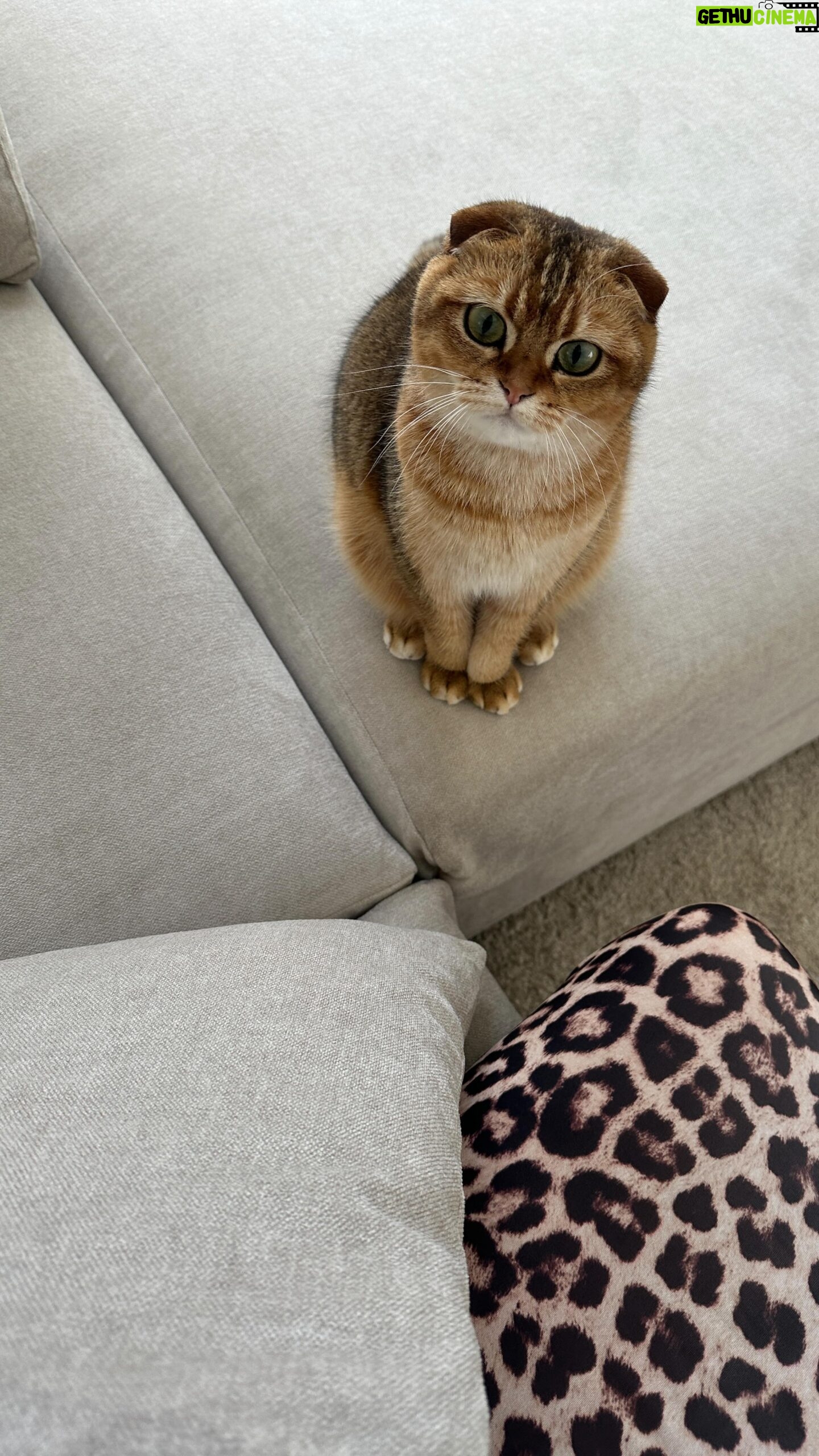 Mafalda Castro Instagram - Eu sei que todos os gatos se apropriam das coisas dos bebés, mas deixem-me achar que a minha é especial. Não sei lidar