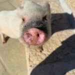 Mafalda Rodiles Instagram - GIVEAWAY!!! 🍀 Querem ir conhecer a Diana, o Pipo, a Iris e os outros animais todos da @arcadosanimais e serem recebidos como família pela querida Helena? Nós somos super fãs!! Já lá estivémos 3 vezes e é sempre uma maravilha!!! Os miúdos amam fazer amiguinhos, os animais e a piscina aquecida! Então aqui está um grande presente para vocês!!! 2 NOITES DE ALOJAMENTO na @arcadosanimais Inclui: 👉🏼2 noites de alojamento consecutivas 👉🏼Pequeno almoço 👉🏼Acesso a toda a zona de SPA: piscina dinâmica (jato de água – nadar contra corrente) com água aquecida (e cobertura amovível), jacuzzi, sauna e banho turco com aromaterapia 👉🏼Acesso à sala e cozinha, totalmente equipada, e a toda a zona exterior com parque infantil 👉🏼Interação com os animais da quinta Para poderes ser o vencedor deste giveaway só tens de: - seguir o perfil da @arcadosanimais - seguir @mafaldarodiles - comentar esta publicação identificando 2 amigos diferentes (não podem ser marcas, nem figuras públicas) - partilhar nas histórias este sorteio identificando ambas as páginas (não é preciso ter perfil público)! Podes participar várias vezes, desde que identifiques amigos diferentes. Quanto mais vezes participares, mais probabilidade tens de ganhar!! O GIVEAWAY termina dia 17 de Maio às 23:59. O resultado será comunicado pelos stories até ao dia 18 de Maio. A escolha dos vencedores será feita através de um programa sorteio gram ou outro similar. ➡ O prémio pode ser usufruído por 2 adultos e suas crianças. ➡ O prémio terá a validade de 1 ano, a usufruir mediante disponibilidade de domingo a quinta-feira, e excluindo as datas festivas e feriados. ➡ Este é o único perfil onde está a ser feito este passatempo. Qualquer outro que possa surgir é FALSO! Boa sorte a todos e vemo-nos na @arcadosanimais 🥰