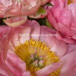 Magdalena Lamparska Instagram – Układam je zawsze po swojemu. 🌺 Peonie to moje ukochane kwiatowe dzieła sztuki. Też je tak uwielbiacie?
#peonie