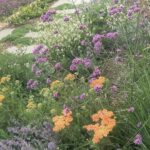 Maggie Beer Instagram - "My new summer garden; all low maintenance and colour - except weeding of course!" - Maggie Beer