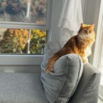 Maggie Geha Instagram - ☁️ 🐱 ⛰️
