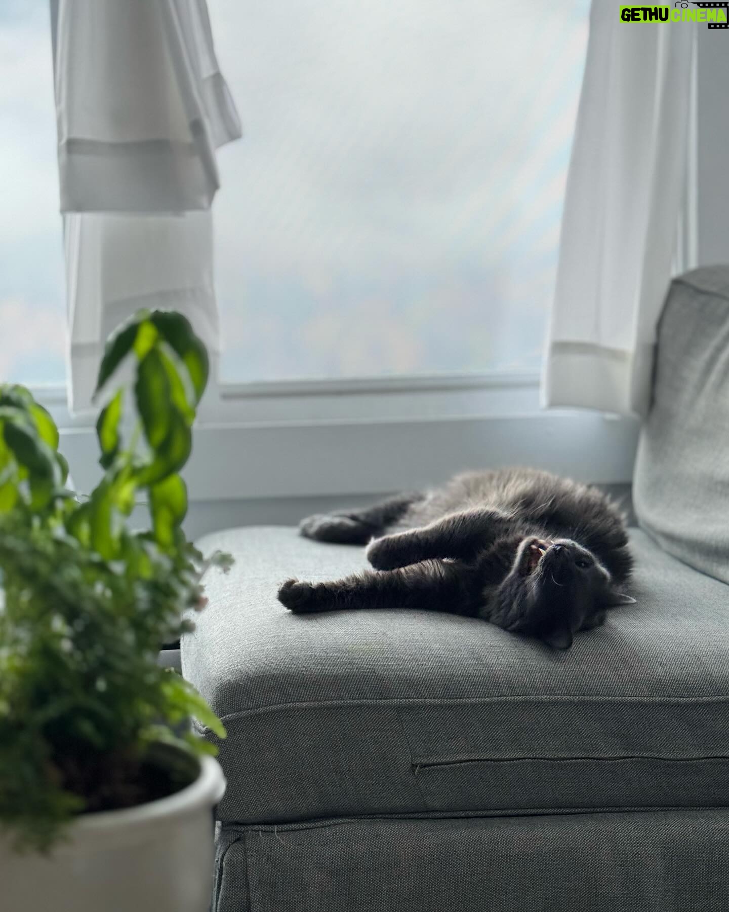 Maggie Geha - 3 Likes - ☁️ 🐱 ⛰️