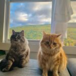 Maggie Geha Instagram - ☁️ 🐱 ⛰️