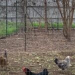 Maggie Grace Instagram – A warm thank you to Miss Carol Anne & @boggycreekfarmstand for sharing their special urban farm with us, it was heaven; Farmstays include a free dog named Buddy! ;)
🥬🥕🥚👩🏼‍🌾🐓🐕 #texasfarmsandranches #urbanfarms #sustainableagriculture