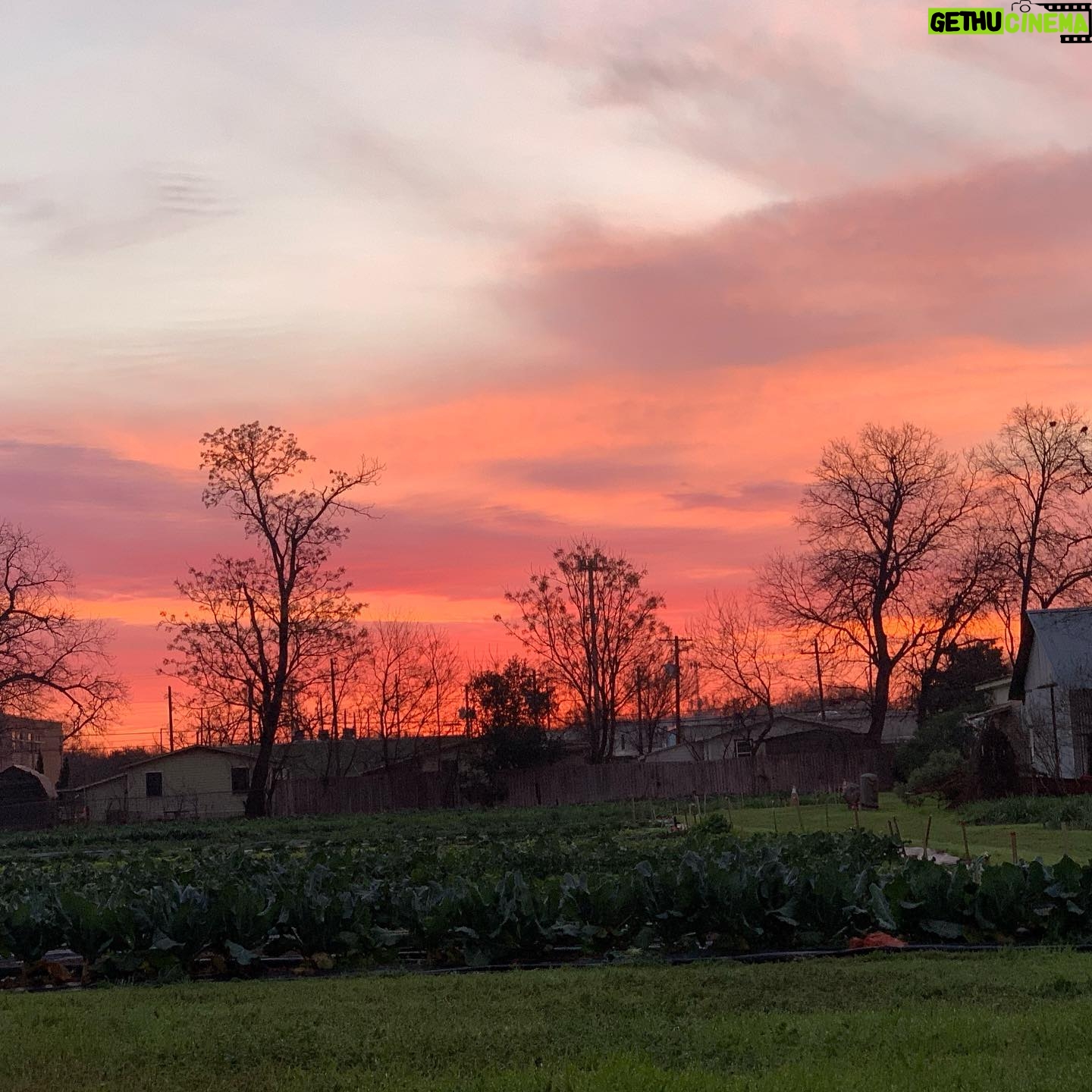 Maggie Grace Instagram - A warm thank you to Miss Carol Anne & @boggycreekfarmstand for sharing their special urban farm with us, it was heaven; Farmstays include a free dog named Buddy! ;) π₯¬π₯π₯π©πΌβπΎππ #texasfarmsandranches #urbanfarms #sustainableagriculture