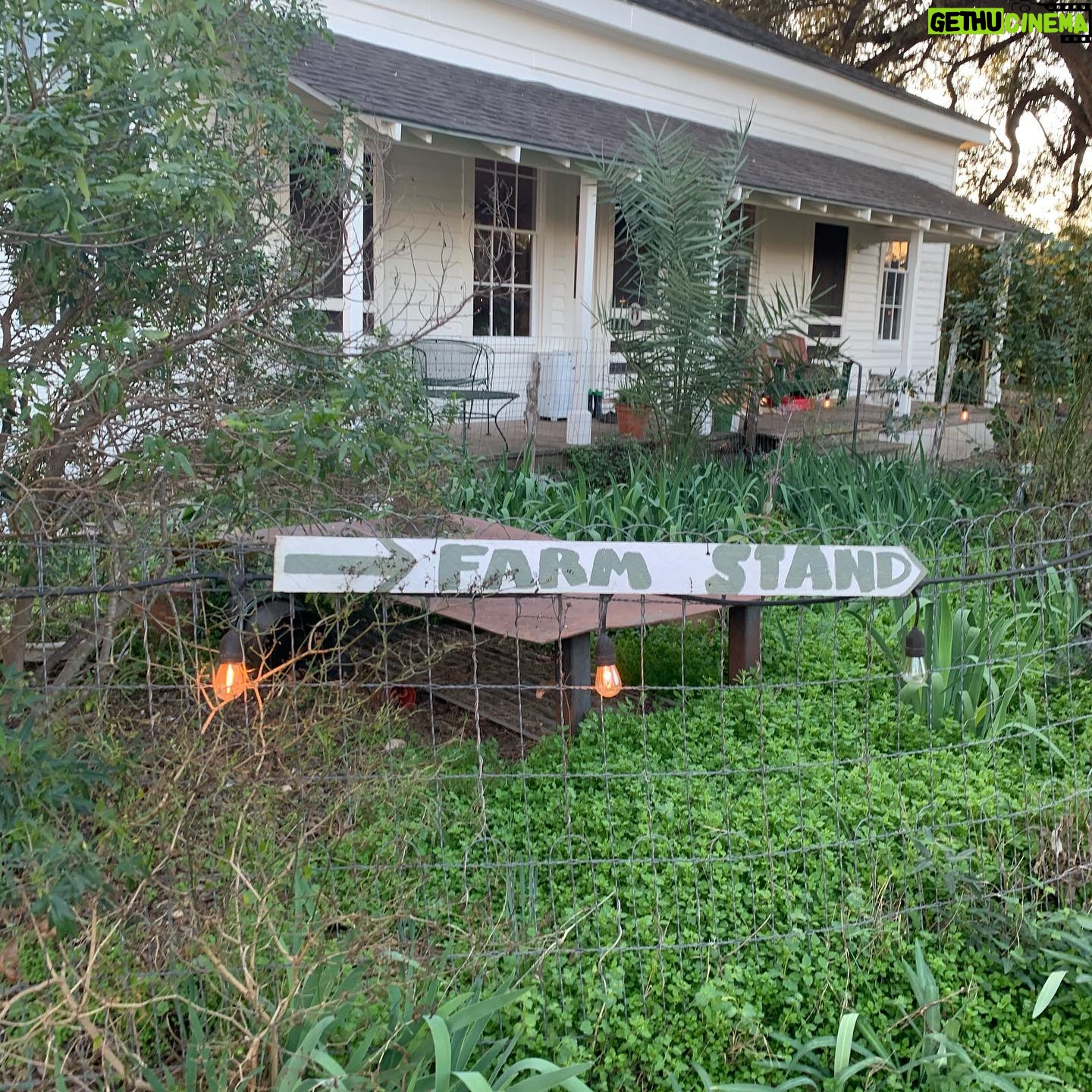 Maggie Grace Instagram - A warm thank you to Miss Carol Anne & @boggycreekfarmstand for sharing their special urban farm with us, it was heaven; Farmstays include a free dog named Buddy! ;) π₯¬π₯π₯π©πΌβπΎππ #texasfarmsandranches #urbanfarms #sustainableagriculture