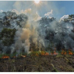 Maggie Grace Instagram - 🚨🧯Brazil’s deliberately set massive rainforest fires. The Amazon- the “lungs of the world”- produces 20% of the worlds oxygen. Fires are up 84% compared to only last year and spreading; if this continues it will be a terrible tipping point for climate change. All of this is being done for beef production, already one of the worst, highest impact foods. What we can do: Eat less beef, donate your time or resources to @amazonwatch @rainforestalliance @rainforestactionnetwork, buy fewer paper products, & choose those endorsed by the Rainforest Alliance. And if you’re a citizen of Brazil, please raise your political voice (I certainly empathize; my country’s also making insane decisions on the most important ecological matters that endanger us all) #prayforamazonia #climatejustice