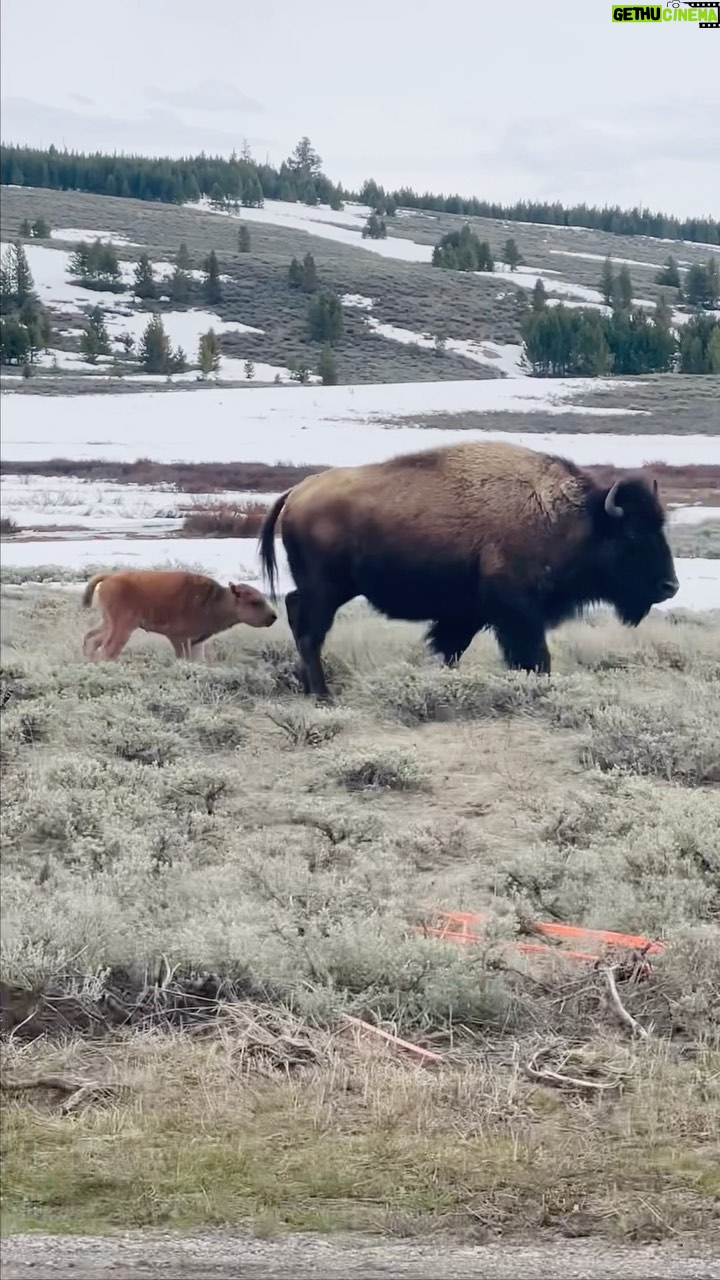 Maggie Lawson Instagram - Eventually, all things merge into one, and a river runs through it ✨ Thank you Bozeman, you were pure magic start to finish! . . . . . #traveltuesday #bozeman #bozemanmontana #yellowstone #travel