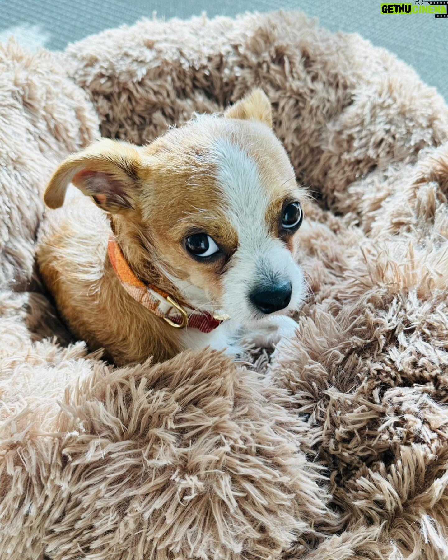 Maggie Lawson - 13.5K Likes - Adopted this little one on Christmas Eve. His name is Linus and I love him so much. ❤️🐾
.
.
.
Thank you @apurposefulrescue for scooping this little angel from the shelter (and for all you do). And thank you @eaglerockpups for fostering and loving him. ❤️❤️