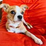 Maggie Lawson Instagram - Adopted this little one on Christmas Eve. His name is Linus and I love him so much. ❤️🐾 . . . Thank you @apurposefulrescue for scooping this little angel from the shelter (and for all you do). And thank you @eaglerockpups for fostering and loving him. ❤️❤️