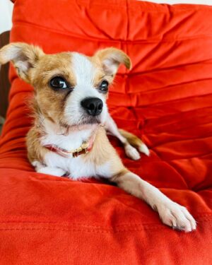 Maggie Lawson Instagram - Adopted this little one on Christmas Eve. His name is Linus and I love him so much. ❤️🐾
.
.
.
Thank you @apurposefulrescue for scooping this little angel from the shelter (and for all you do). And thank you @eaglerockpups for fostering and loving him. ❤️❤️