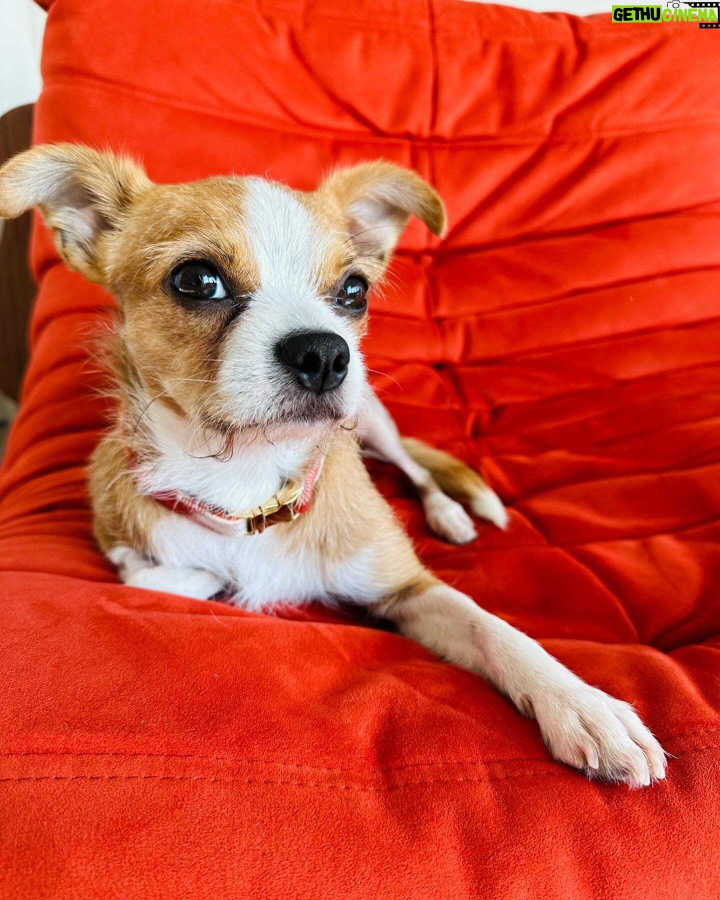 Maggie Lawson - 13.5K Likes - Adopted this little one on Christmas Eve. His name is Linus and I love him so much. ❤️🐾
.
.
.
Thank you @apurposefulrescue for scooping this little angel from the shelter (and for all you do). And thank you @eaglerockpups for fostering and loving him. ❤️❤️