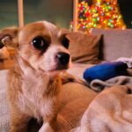 Maggie Lawson Instagram - Adopted this little one on Christmas Eve. His name is Linus and I love him so much. ❤️🐾 . . . Thank you @apurposefulrescue for scooping this little angel from the shelter (and for all you do). And thank you @eaglerockpups for fostering and loving him. ❤️❤️