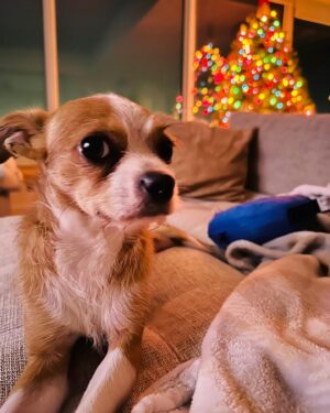 Maggie Lawson Instagram - Adopted this little one on Christmas Eve. His name is Linus and I love him so much. ❤️🐾
.
.
.
Thank you @apurposefulrescue for scooping this little angel from the shelter (and for all you do). And thank you @eaglerockpups for fostering and loving him. ❤️❤️