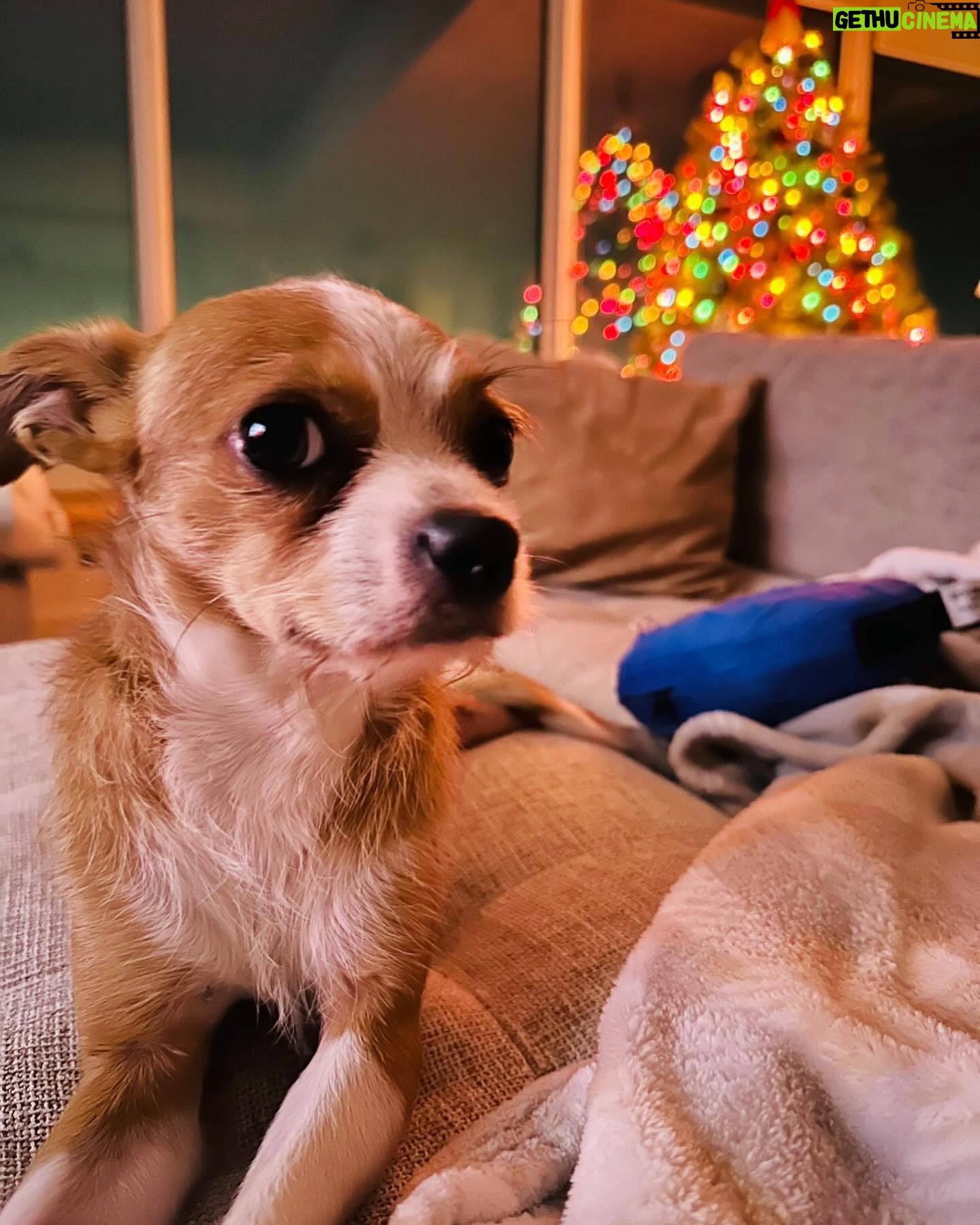 Maggie Lawson - 13.5K Likes - Adopted this little one on Christmas Eve. His name is Linus and I love him so much. ❤️🐾
.
.
.
Thank you @apurposefulrescue for scooping this little angel from the shelter (and for all you do). And thank you @eaglerockpups for fostering and loving him. ❤️❤️