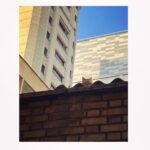 Mahshid Javadi Instagram - چشم‌چران 🐈